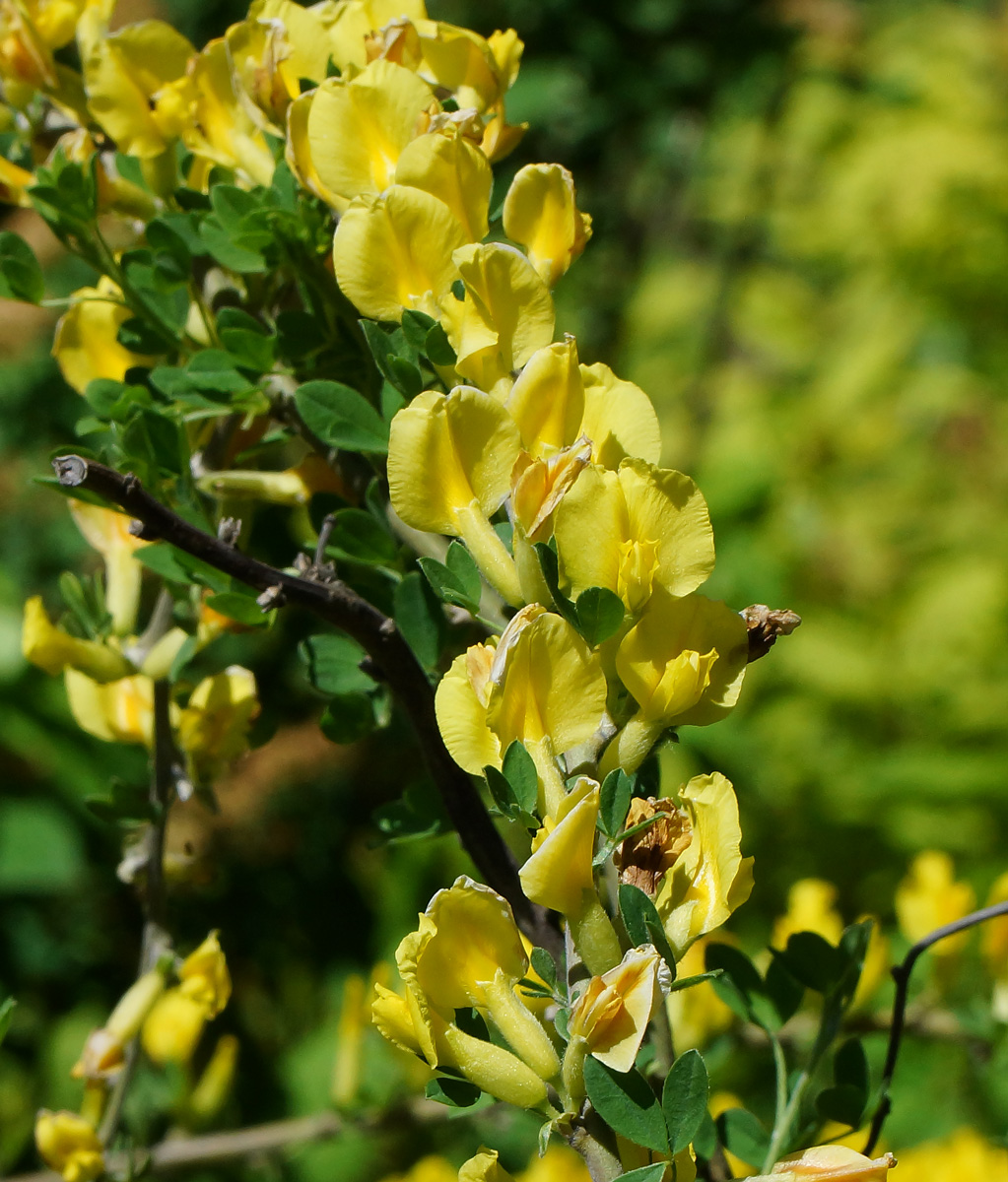 Изображение особи Chamaecytisus ruthenicus.