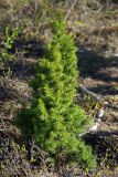 Picea obovata