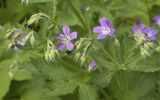 Geranium sylvaticum