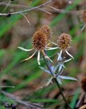 Eryngium planum. Верхушка побега с соплодиями. Московская обл., гор. округ Озёры, окр. с. Клишино, берег р. Ока, луг на опушке смешанного леса. 15.09.2019.