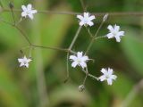 Gypsophila scorzonerifolia. Часть соцветия. Иркутск, заброшенная территория рядом с Ботаническим садом. 01.09.2019.