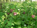 Cypripedium &times; ventricosum