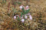 Andromeda polifolia