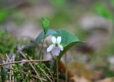 Viola brachyceras