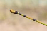 Equisetum hyemale