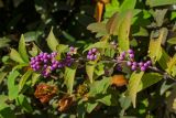 Callicarpa bodinieri. Верхушка плодоносящей веточки. Краснодарский край, МО город-курорт Сочи, Адлерский р-н, м-н Адлер, набережная р. Мзымта в окр. устья. 2 октября 2019 г.