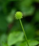 Ranunculus quelpaertensis