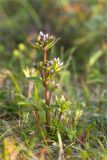 Gentianella lingulata. Цветущее растение. Мурманская обл., п-ов Средний, побережье Большой Волоковой губы, разнотравный приморский луг. 12.07.2023.