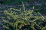 Asparagus albus. Верхушка вегетирующего растения. Марокко, обл. Фес-Мекнес, южный берег оз. Сиди-Шахеде, луговой склон. 05.01.2023.