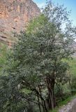 Celtis caucasica. Взрослые деревья. Киргизия, Джалал-Абадская обл., Западный Тянь-Шань, долина р. Афлатун, ≈ 1300 м н.у.м., каменистый берег. 11.07.2022.