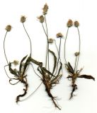 Plantago dubia. Турецкая Республика, Иераполь-Памуккале (Türkiye Cumhuriyeti, Hierapolis-Pamukkale); газон. 10.06.2009.