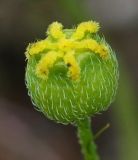 Papaver miyabeanum