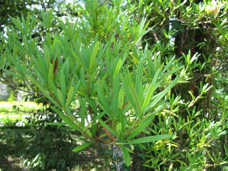 Image of Podocarpus macrophyllus specimen.