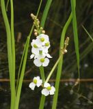 Sagittaria aginashi. Соцветие. Приморский кр., Спасский р-н, с. Хвалынка. 25.07.2005.