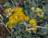 Senecio cineraria. Соцветия. Крым, Ялта, Грузпорт. 29 мая 2012 г.