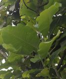 Magnolia tripetala. Листья. Нидерланды, г. Venlo, \"Floriada 2012\". 11.09.2012.