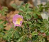 Rosa pulverulenta. Цветок и листья. Israel, Mount Hermon. 22.06.2012.