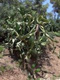 Opuntia ficus-indica. Растение в парке Гуэля. Испания, автономное сообщество Каталония, провинция Барселона, г. Барселона. 8 июля 2012 г.