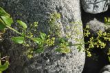 Rubia cordifolia. Верхушка побега с соцветием. Приморье, Сихотэ-Алинь, пляж у подножия горы Абрек. 16.08.2012.