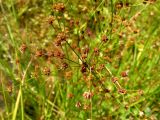 род Juncus