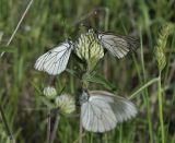 род Trifolium