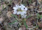 Cardamine trifida