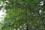 Pterocarya fraxinifolia. Крона плодоносящего растения. Азербайджан, Лерикский р-н, окр. г. Лерик. 31.05.2013.