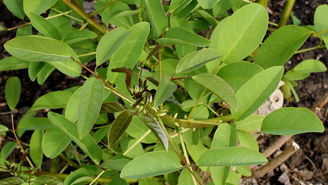 Изображение особи Erythrina crista-galli.