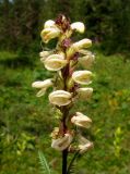 Pedicularis brachystachys