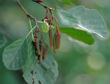 Alnus glutinosa