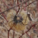 Clematis fusca. Плод. Приморский край, Уссурийский ГО, окр. с. Монакино, опушка леса. 09.11.2013.