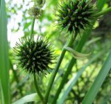 Sparganium erectum. Женские соцветия. Беларусь, Гродненская обл., г. Новогрудок. 01.08.2013.