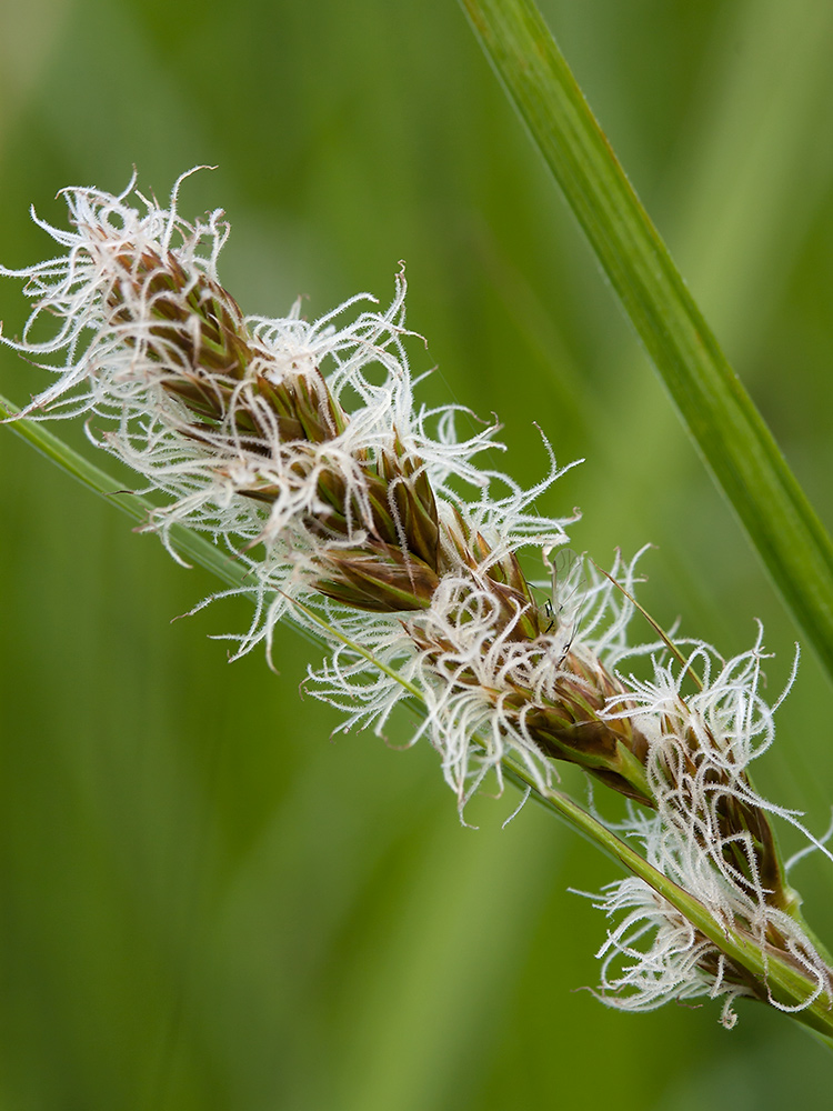 Изображение особи Carex disticha.