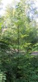 Metasequoia glyptostroboides. Девятилетнее деревце. Подмосковье, в культуре. 15.09.2014.