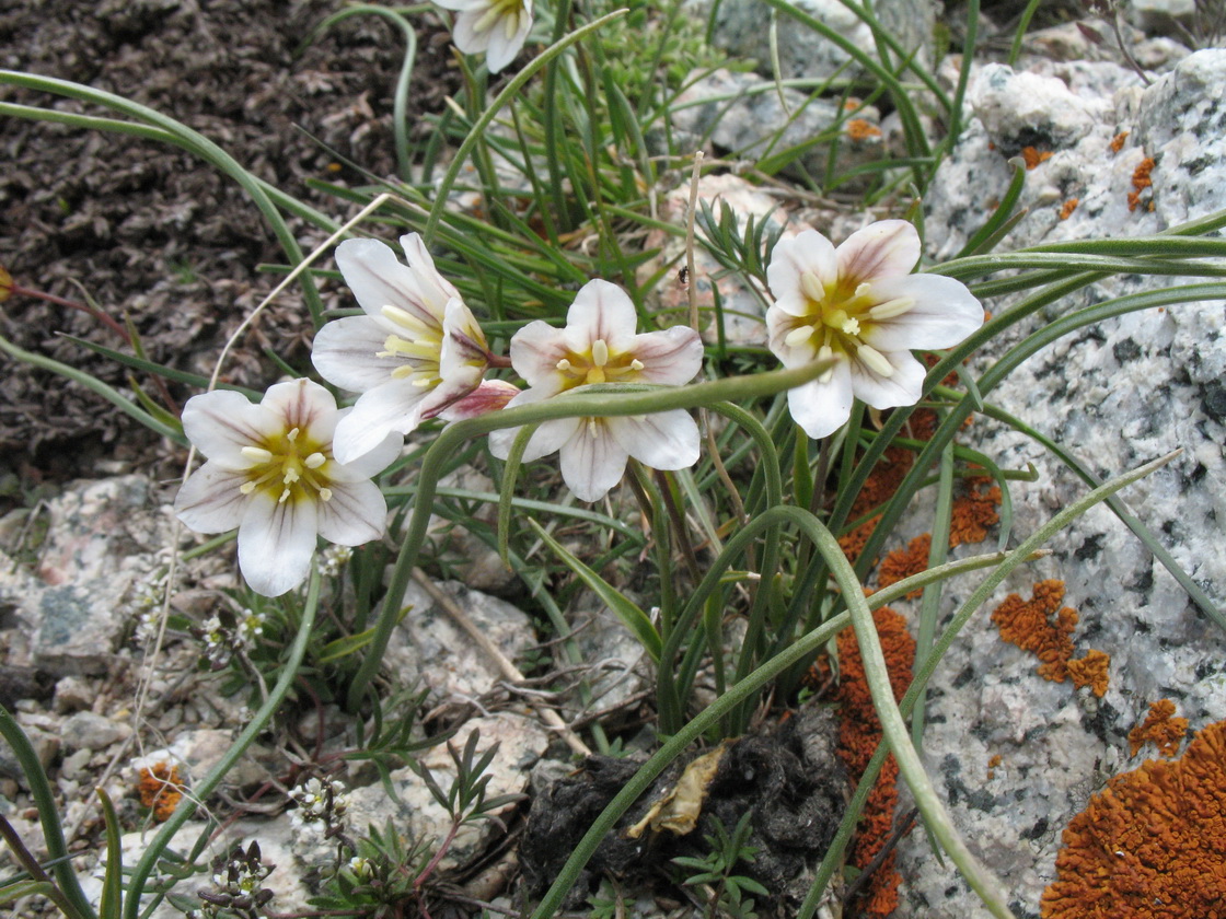 Image of Lloydia serotina specimen.