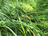 Carex riparia