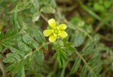 Tribulus terrestris. Цветок на верхушке побега. Ставропольский край, Будённовский р-н, с. Покойное. 22.08.2009.