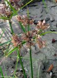 Cyperus eragrostis. Верхушка плодоносящего растения. Краснодарский край, Сочи, окр. Адлера, у небольшой дороги. 14.10.2014.