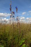 Gentiana pneumonanthe. Цветущие растения. Новгородская обл., г. Боровичи, Бобровские горы, луг на холме вблизи обрыва к правому берегу р. Мста. 06.09.2015.