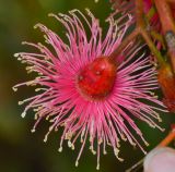 Eucalyptus torquata