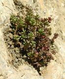 род Sedum. Растение с прошлогодним соплодием. Испания, Кастилия-Ла-Манча, г. Cuenca, растение на скале. Январь 2016 г.