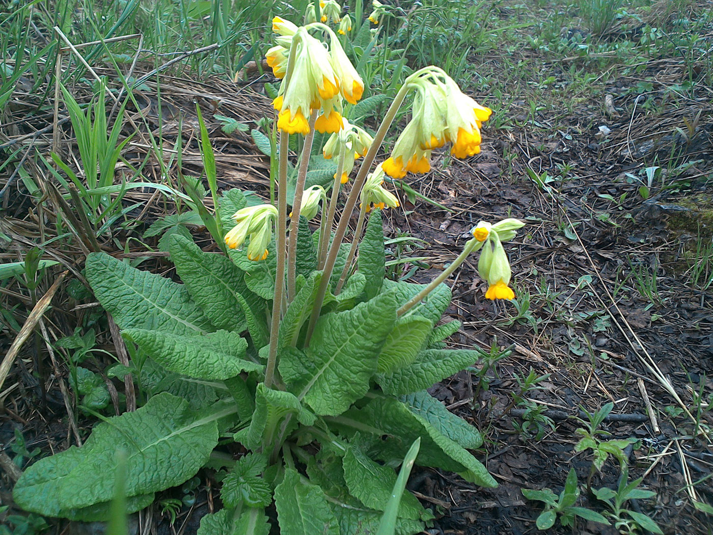 Изображение особи Primula macrocalyx.