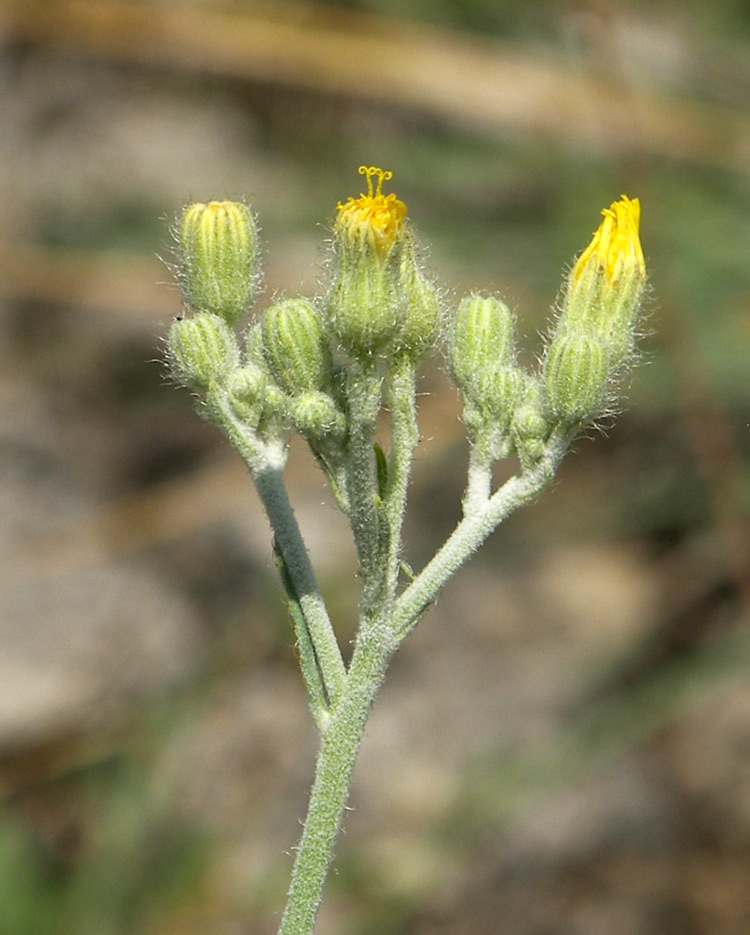 Изображение особи Pilosella echioides.