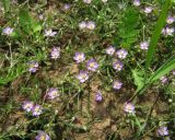 Spergularia rubra