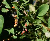 Berberis vulgaris. Часть побега с соплодиями и листьями. Восточный Казахстан, г. Усть-Каменогорск, парк Жастар, в культуре. 03.09.2016.