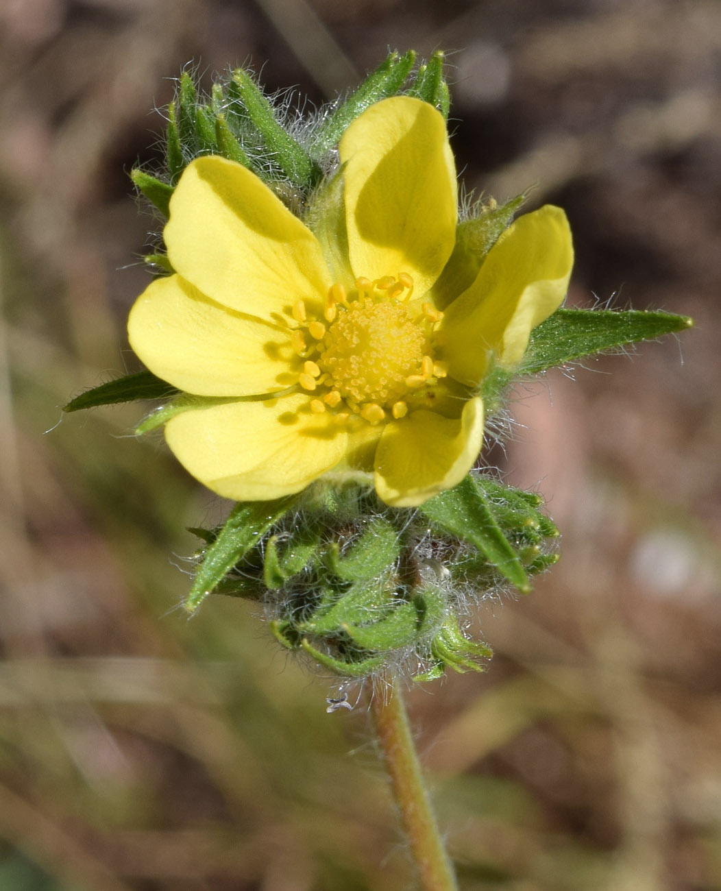 Изображение особи Potentilla tschimganica.