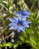 Gentiana pseudoaquatica. Цветок. Республика Тува, Монгун-Тайгинский кожуун, горный массив Монгун-Тайга, водораздел рукавов р. Дуруг-Су. на каменистом берегу тундрового озера. 22.07.2016.