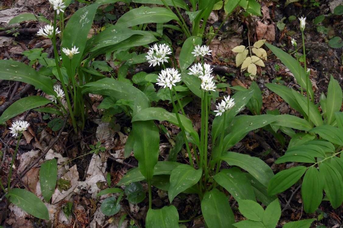 Изображение особи Allium ursinum.