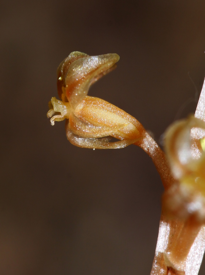 Image of Neottia asiatica specimen.