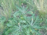 Taraxacum serotinum